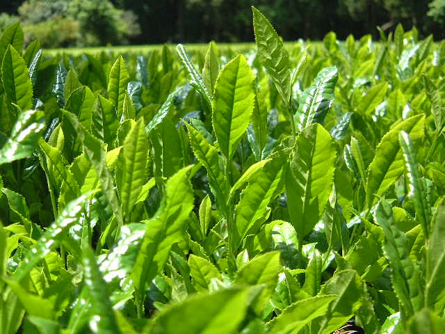 茶畑の一年 お茶の製造販売 有 福睦園